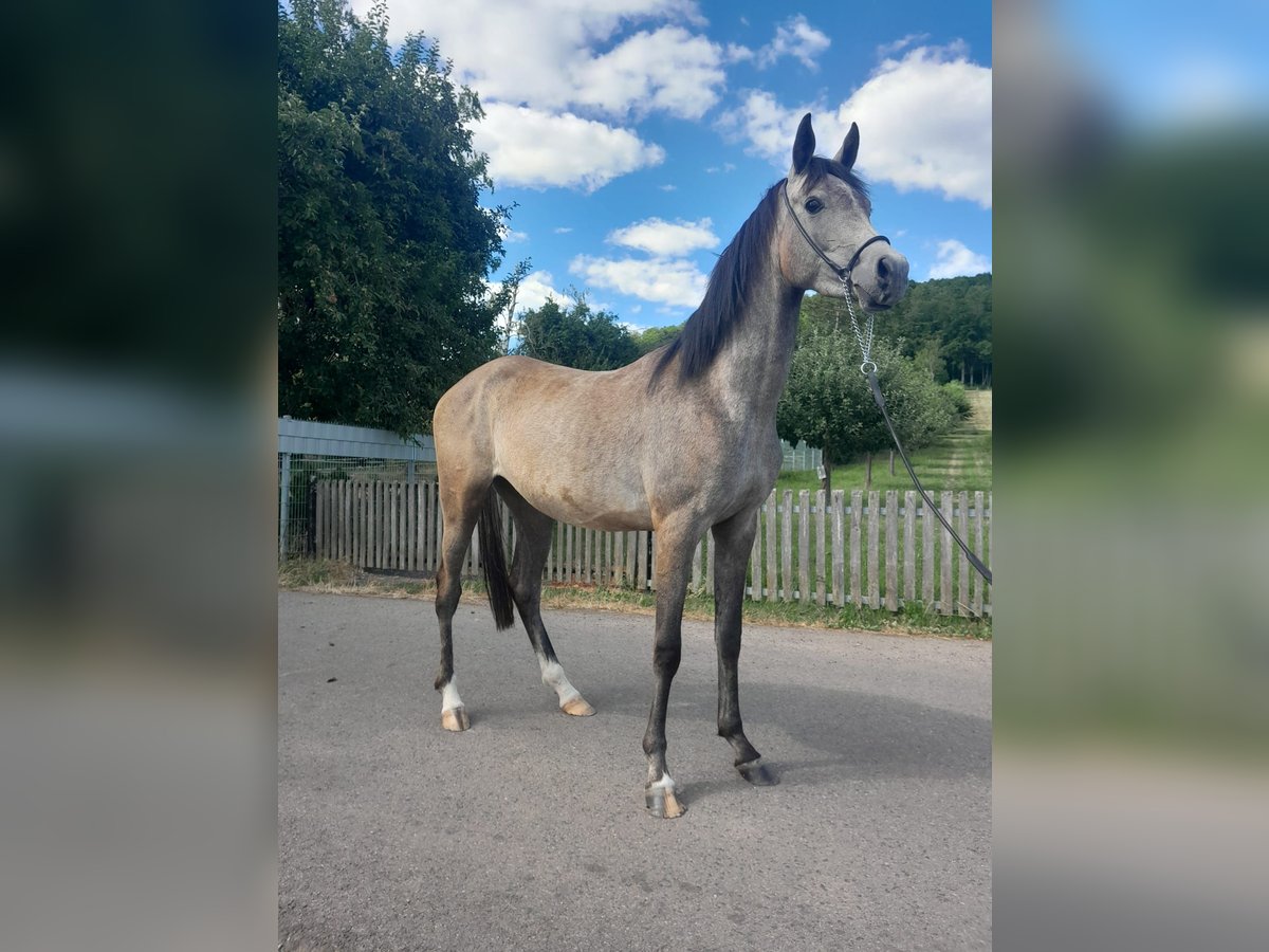 Arabian horses Mare 3 years 14,3 hh Grey in Kirchworbis