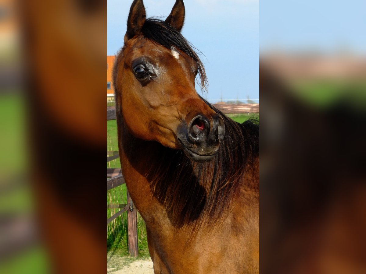 Arabian horses Mare 3 years 15,1 hh Bay-Dark in Hollum