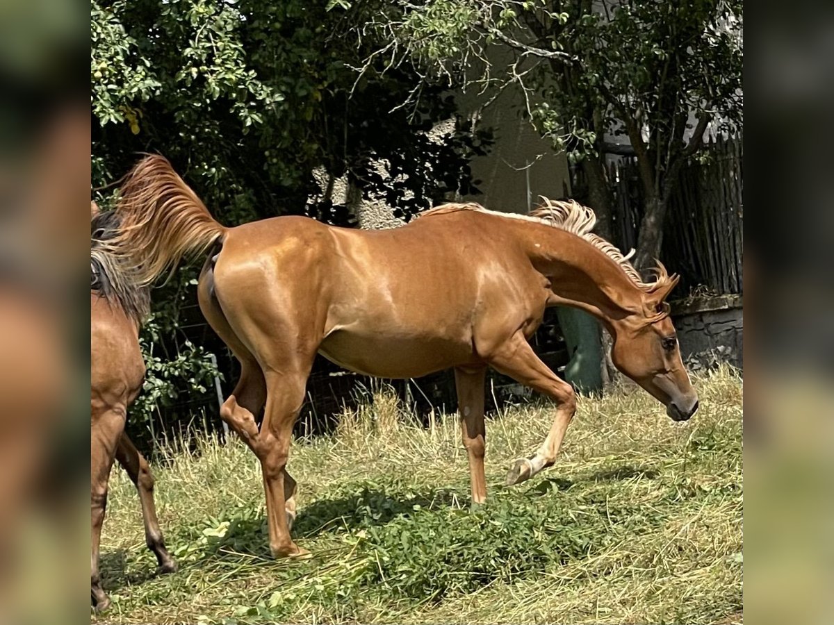 Arabian horses Mare 3 years 15,1 hh Chestnut-Red in Gemünden (Felda)