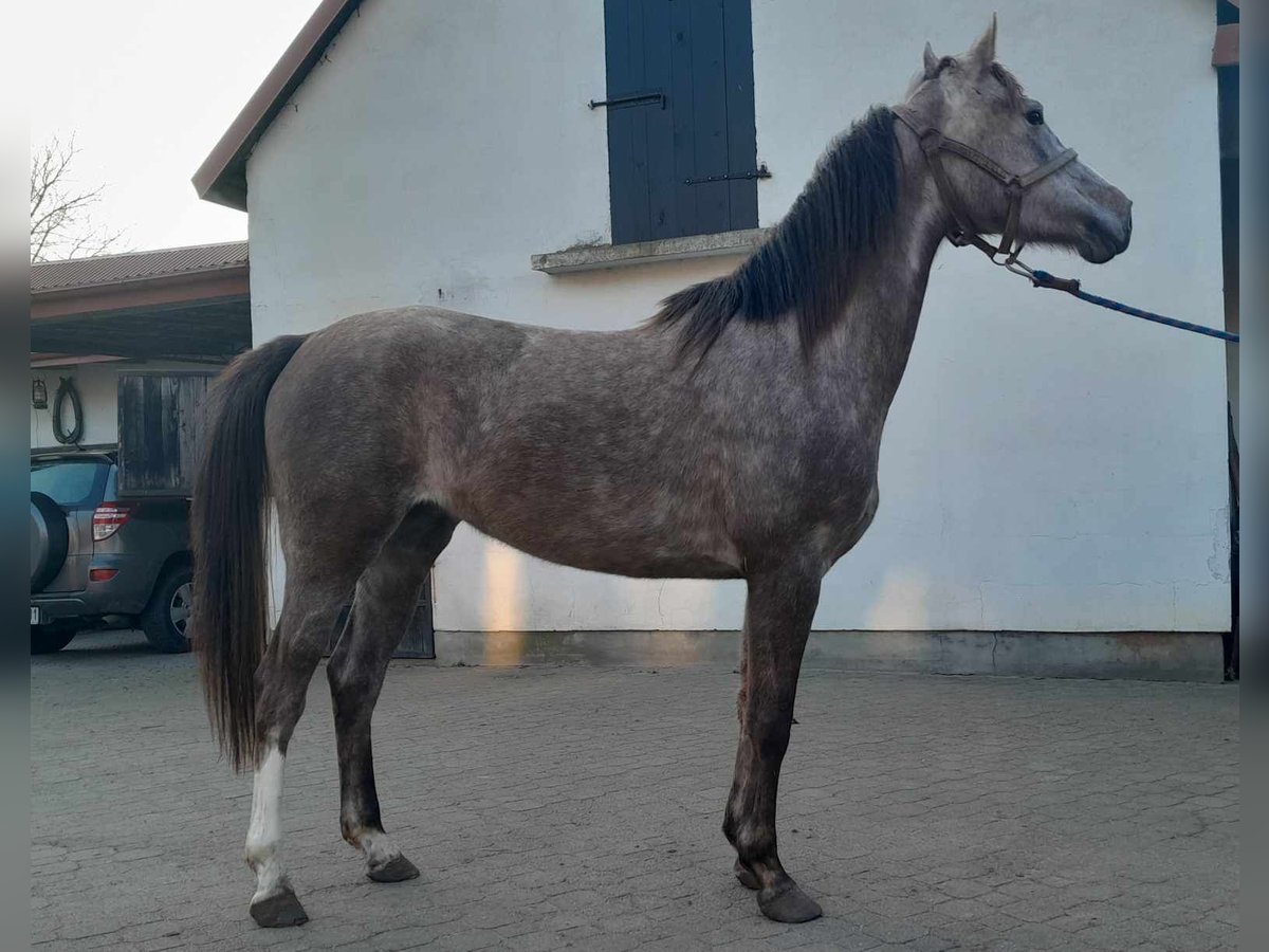 Arabian horses Mare 3 years 15,1 hh Gray in Nowa Ma&#x142;a Wie&#x15B;