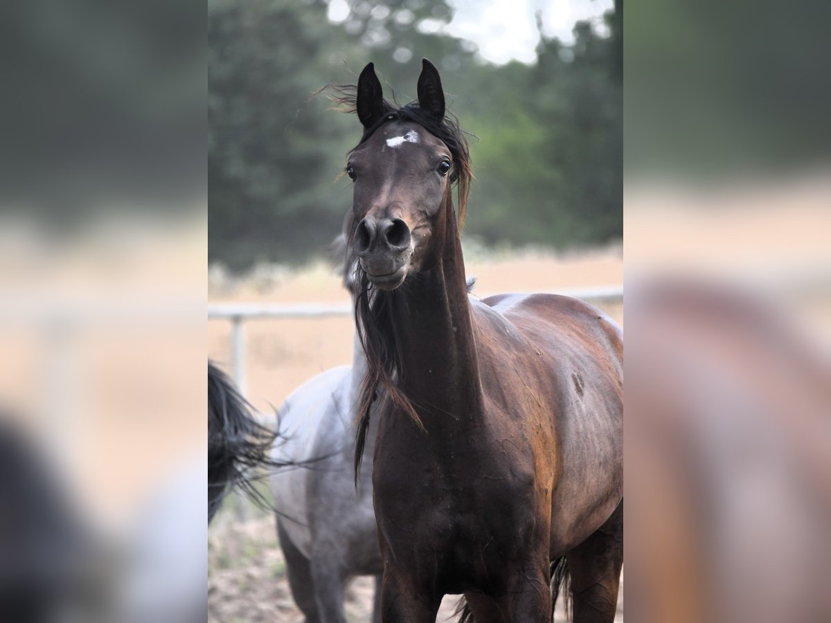 Arabian horses Mare 3 years 15,1 hh Smoky-Black in Be&#x142;&#x17C;yce