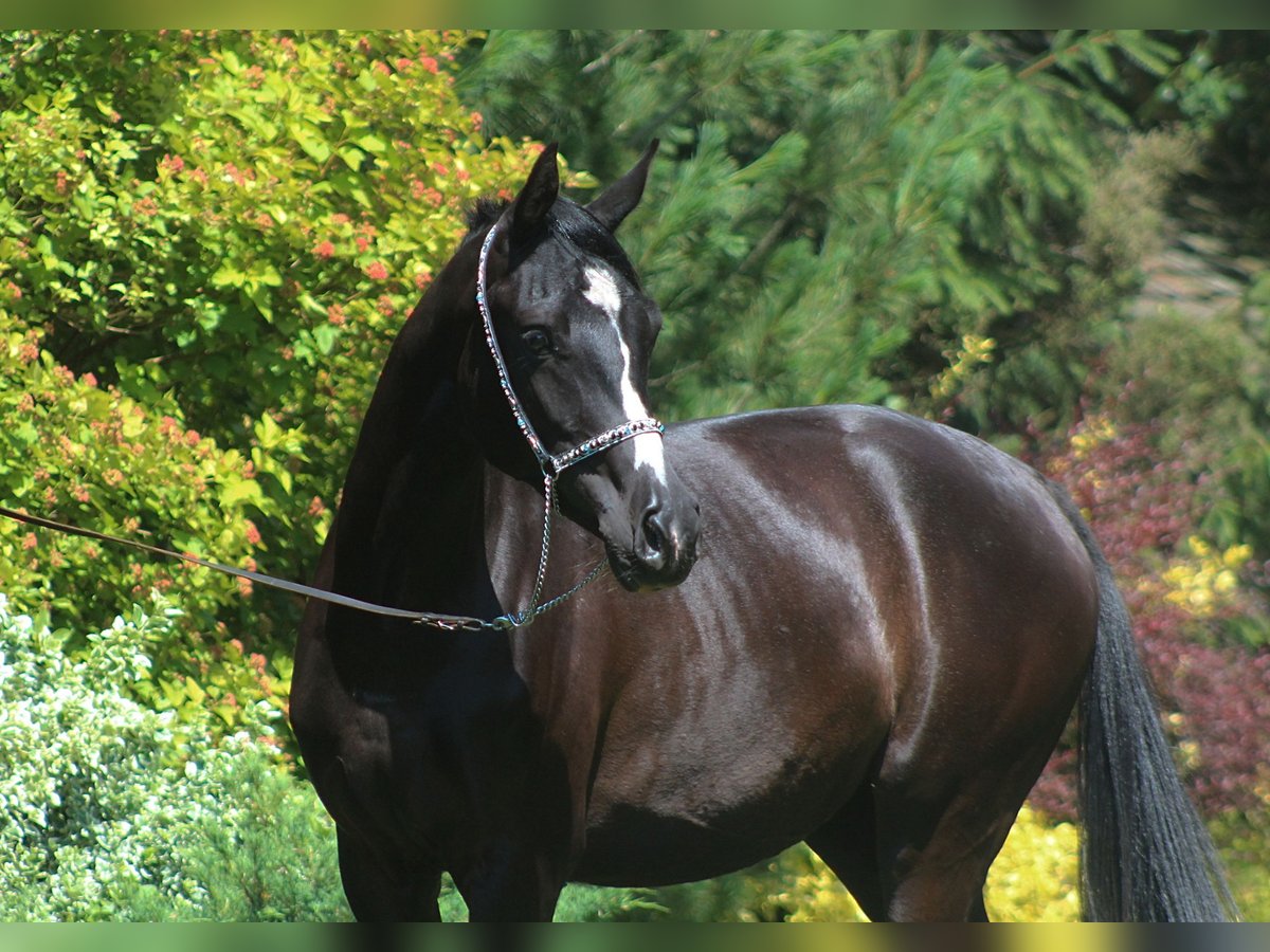 Arabian horses Mare 3 years 15,2 hh Black in Santok