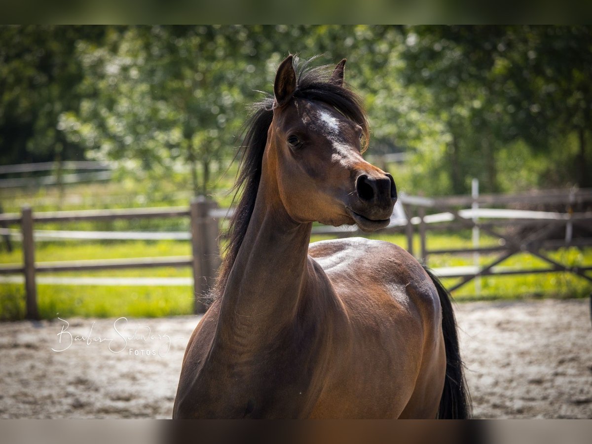 Arabian horses Mare 3 years 15 hh Bay-Dark in Wangerland Hohenkirchen