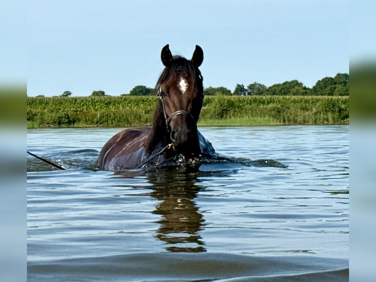 Arabian horses Mare 3 years 15 hh Bay-Dark in Wangerland Hohenkirchen