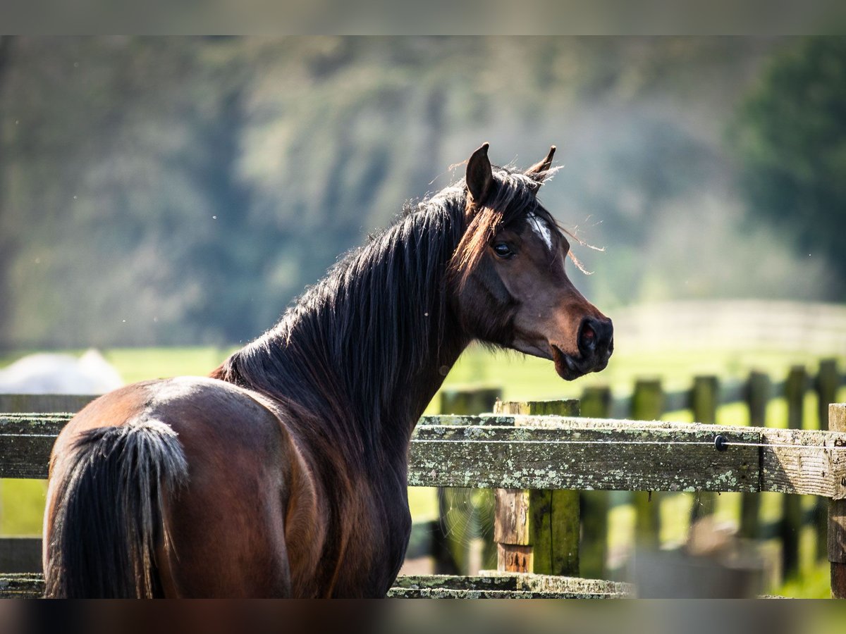 Arabian horses Mare 3 years 15 hh Bay-Dark in Wangerland Hohenkirchen