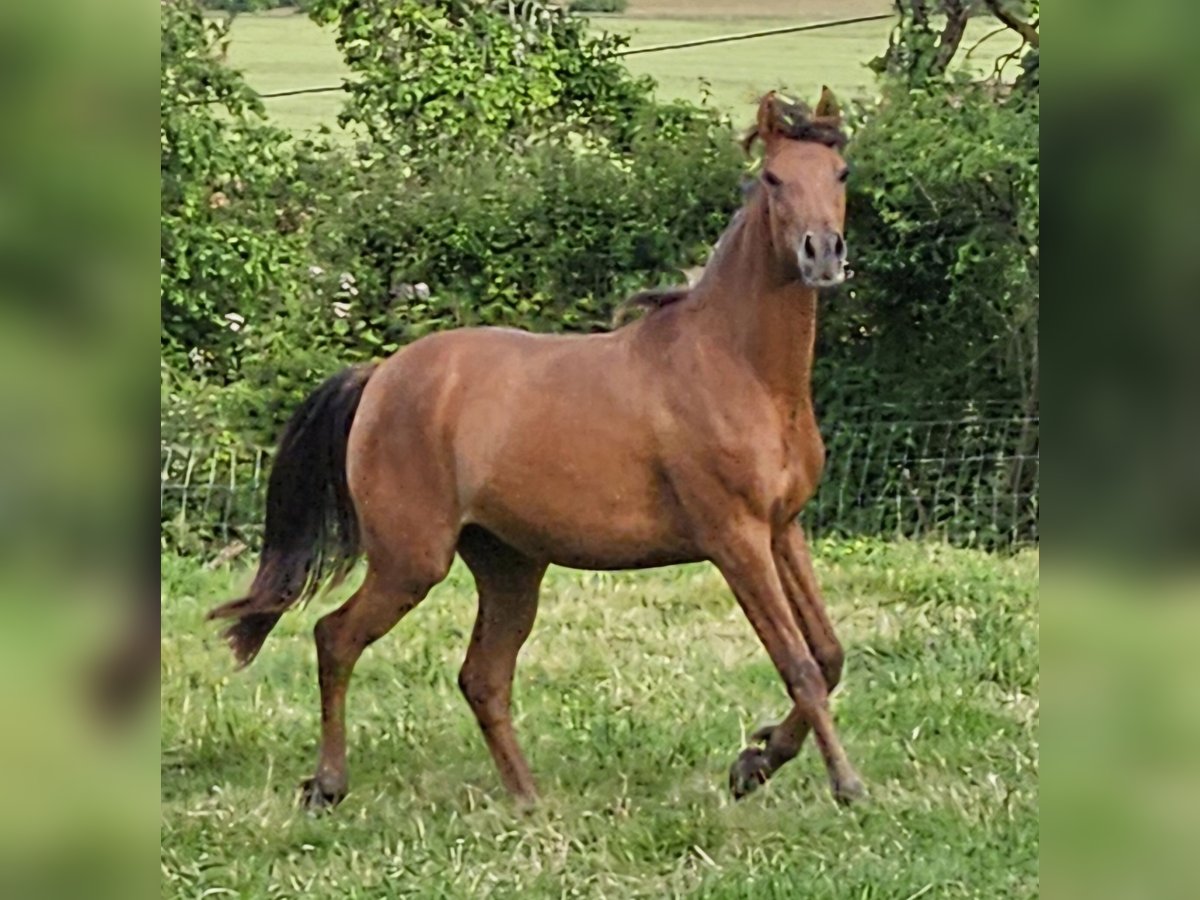 Arabian horses Mare 3 years 15 hh Brown in Courcelles-Fr&#xE9;moy