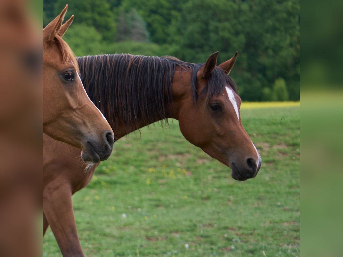 Arabian horses Mare 3 years 15 hh Brown in Gem&#xFC;nden (Felda)