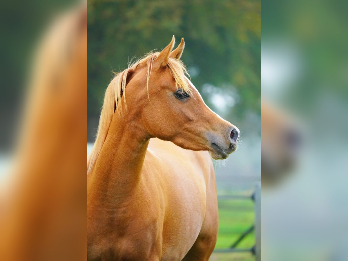 Arabian horses Mare 3 years 15 hh Chestnut-Red in Hellendoorn