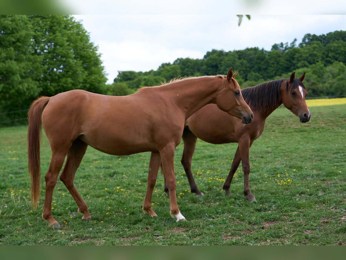 Arabian horses Mare 3 years 15,1 hh Chestnut-Red in Gem&#xFC;nden (Felda)