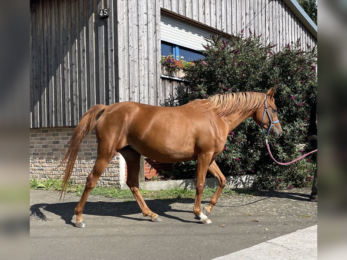Arabian horses Mare 3 years 15,1 hh Chestnut-Red in Gem&#xFC;nden (Felda)