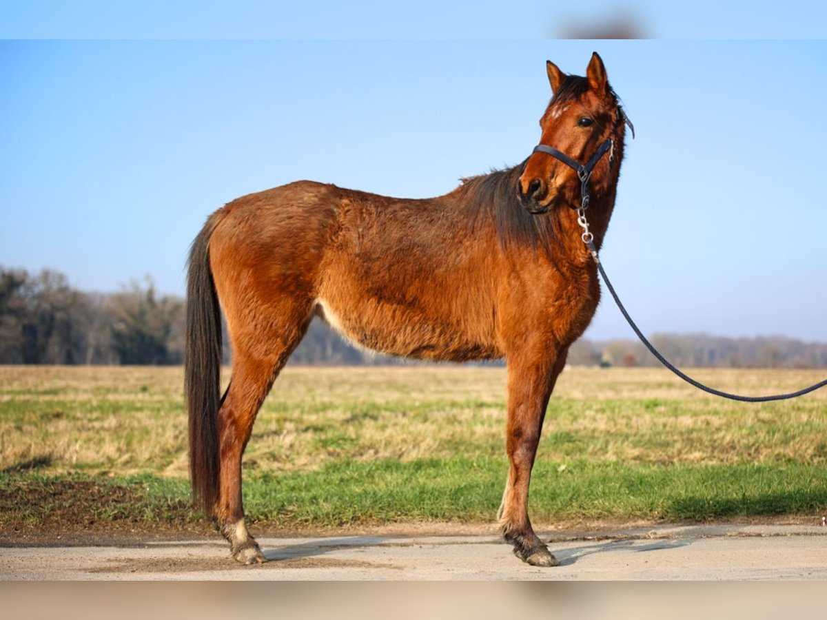 Arabian horses Mare 3 years Brown in Orl&#xE9;ans