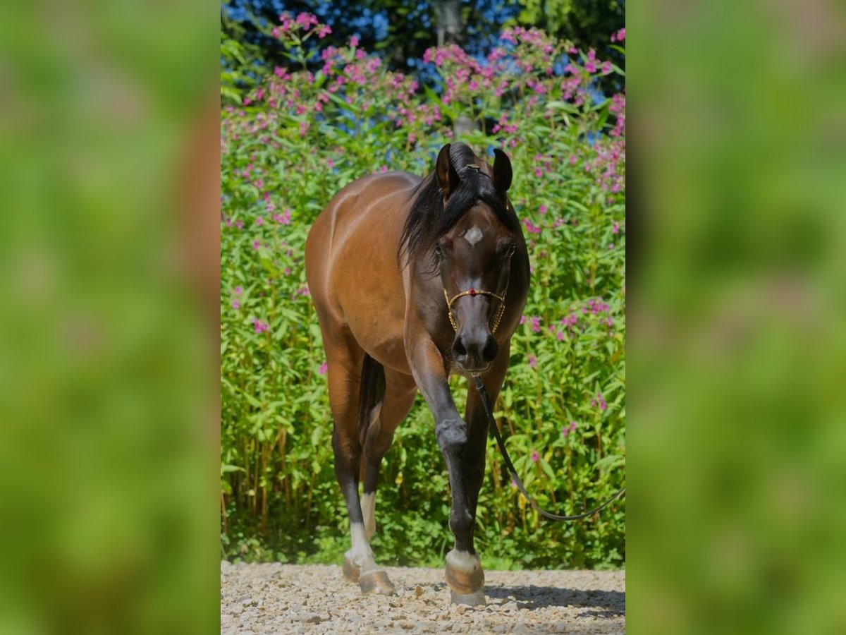 Arabian horses Mare 3 years Brown in Hetzenhausen