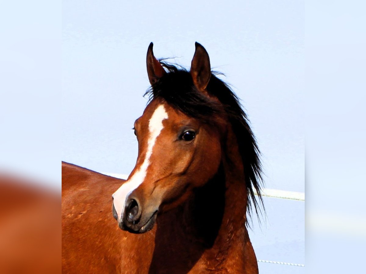 Arabian horses Mare 4 years 14,2 hh Brown in Kehl