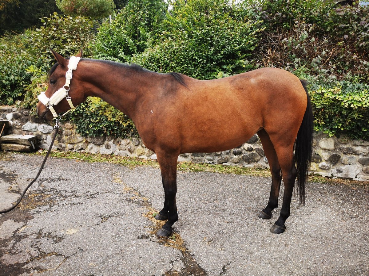 Arabian horses Mare 4 years 14,2 hh Brown in Dietschwil