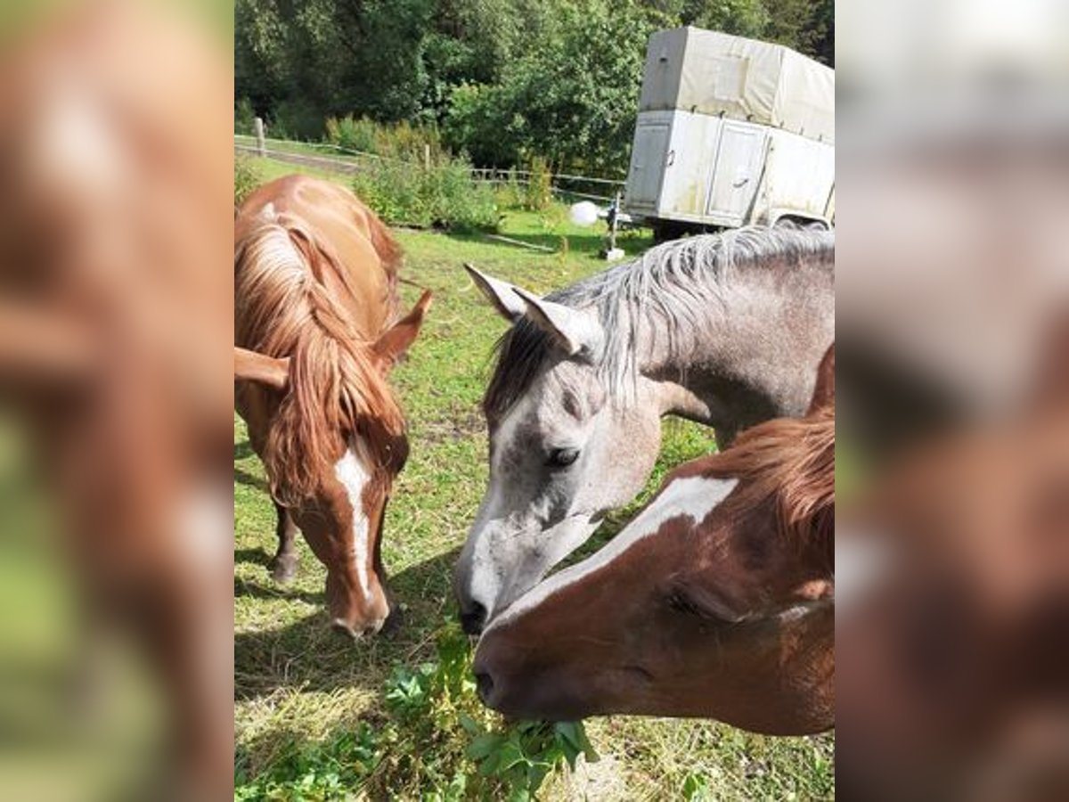 Arabian horses Mare 4 years 14,2 hh Can be white in Rieden