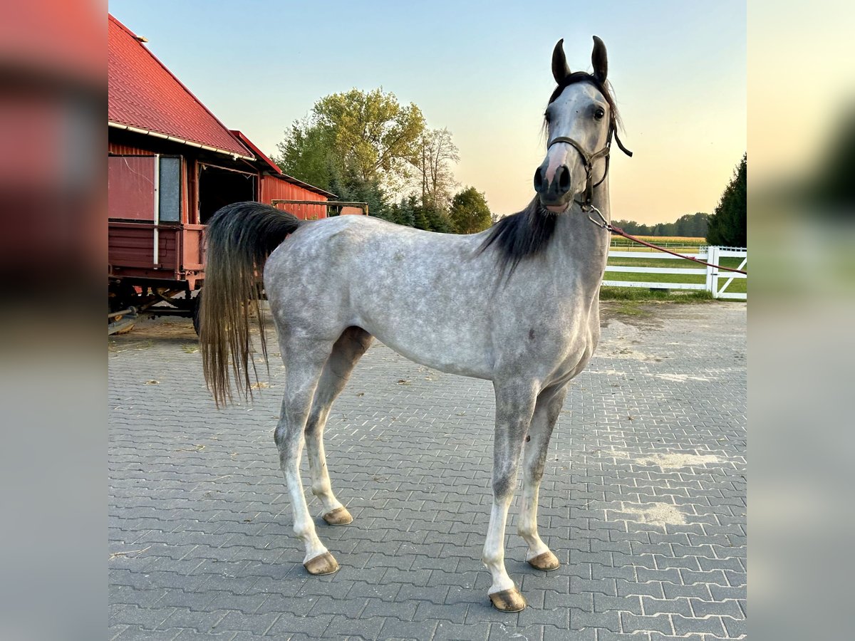 Arabian horses Mare 4 years 15,1 hh Gray in WalerianyWarszawa