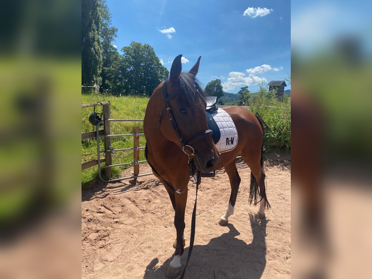 Arabian horses Mare 4 years 15,2 hh Brown in Altrip