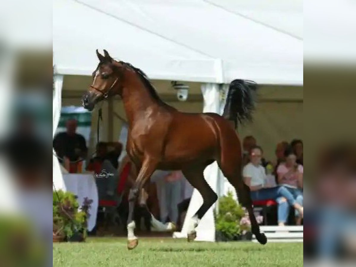 Arabian horses Mare 4 years 15,2 hh Brown in Ustersbach