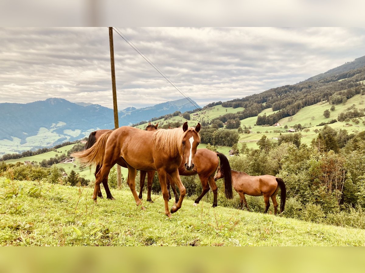 Arabian horses Mare 4 years 15,2 hh Chestnut-Red in Steinen