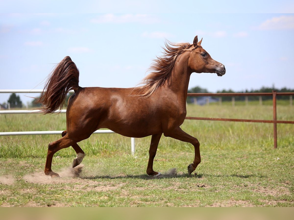 Arabian horses Mare 4 years 15,1 hh Chestnut-Red in Sad&#xF3;wka