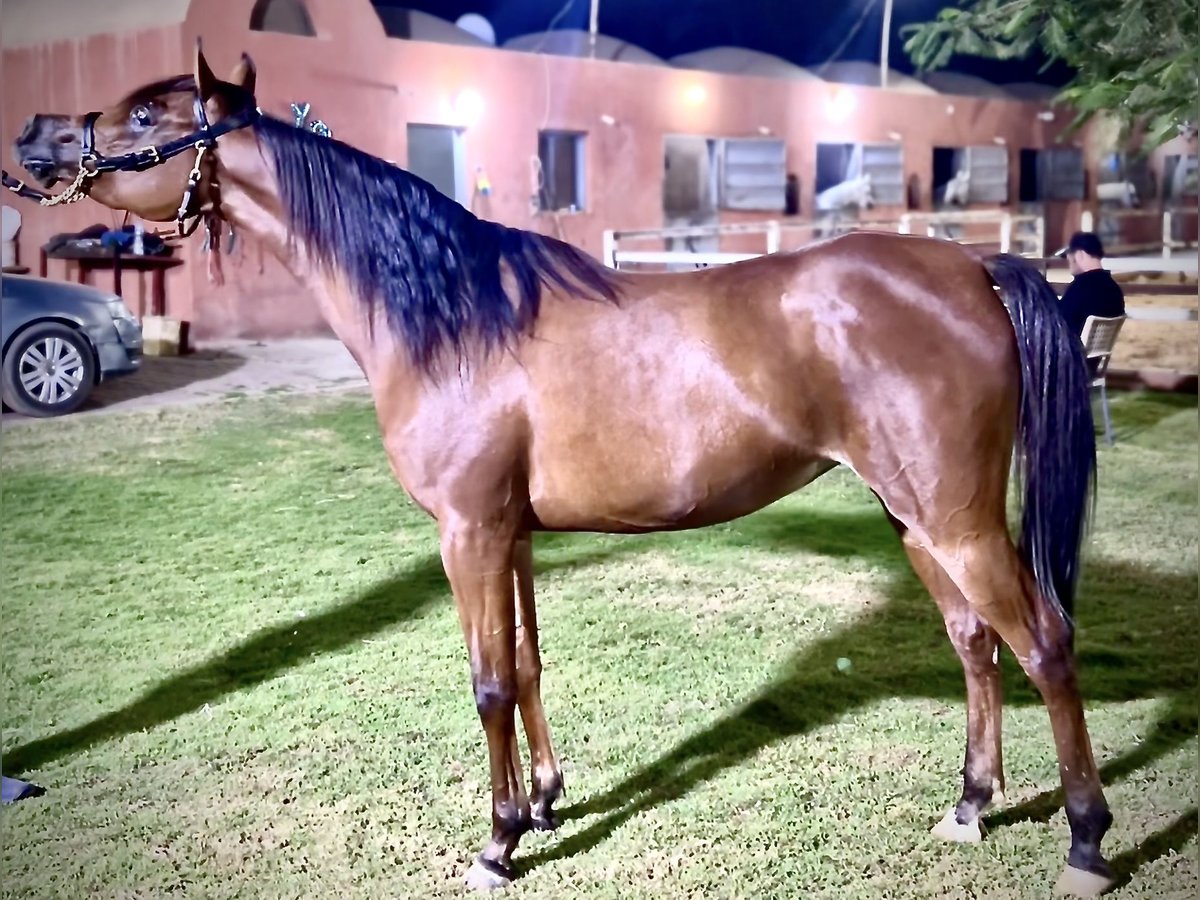 Arabian horses Mare 4 years Brown in Giza