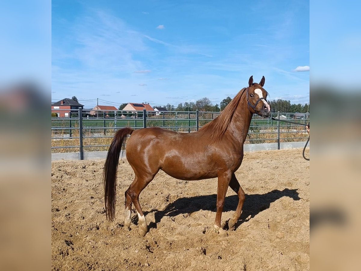 Arabian horses Mare 4 years Chestnut-Red in Gent