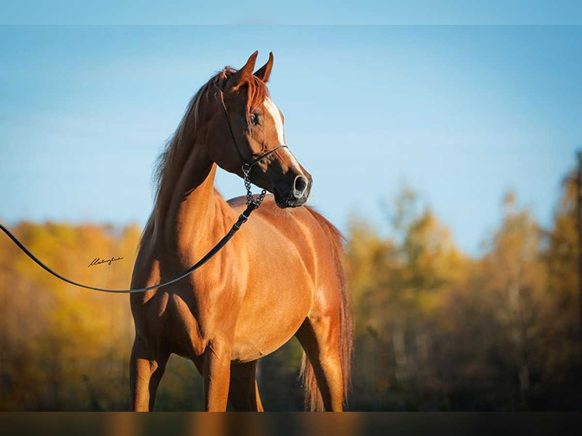 Arabian horses Mare 4 years Chestnut-Red in Strykow