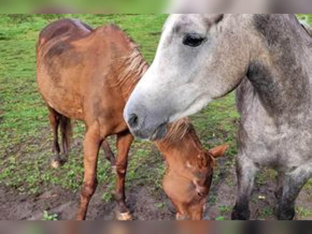 Arabian horses Mare 5 years 13,2 hh Gray-Dapple in Rieden