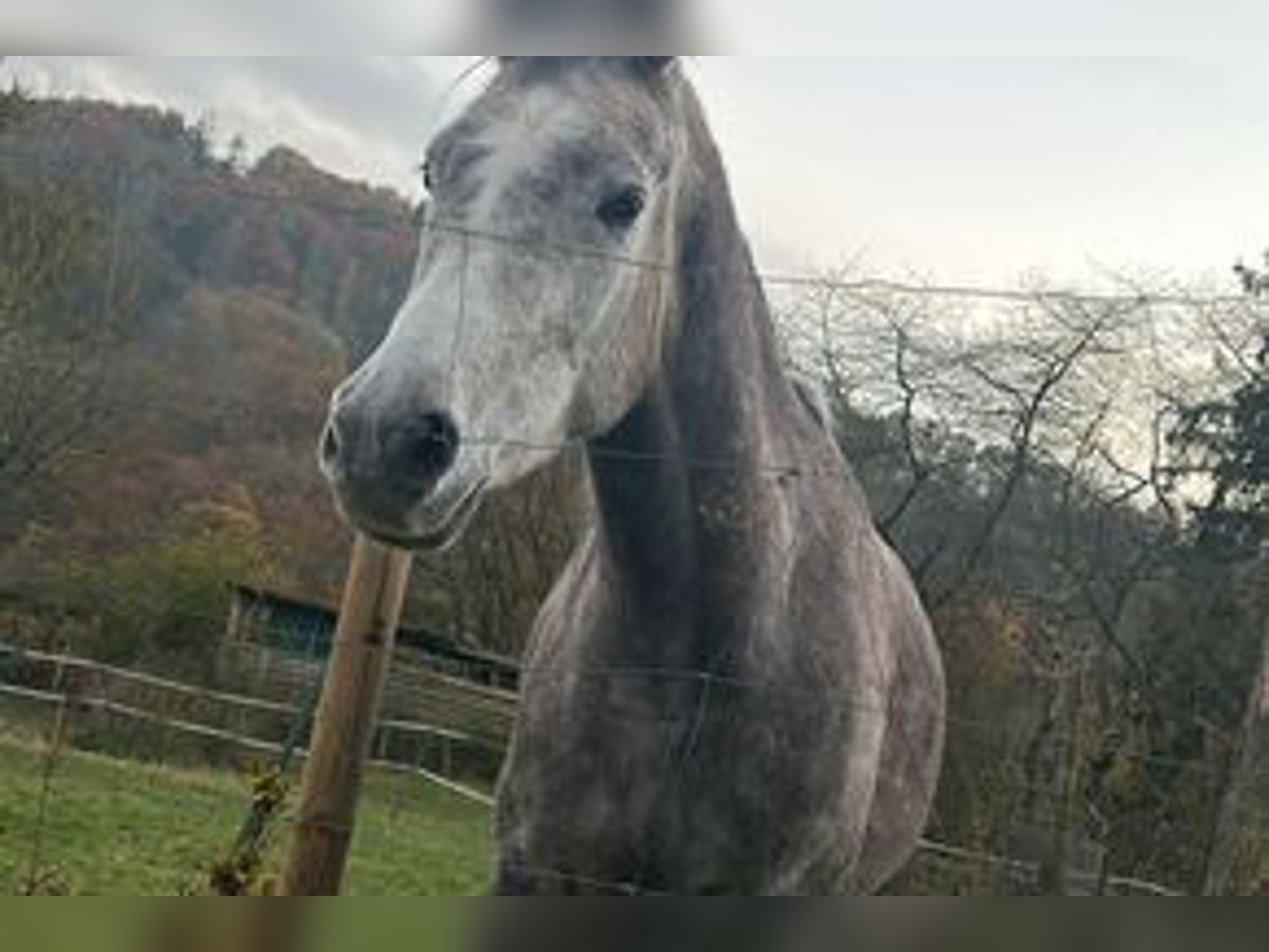 Arabian horses Mare 5 years 13,2 hh Gray-Dapple in Rieden