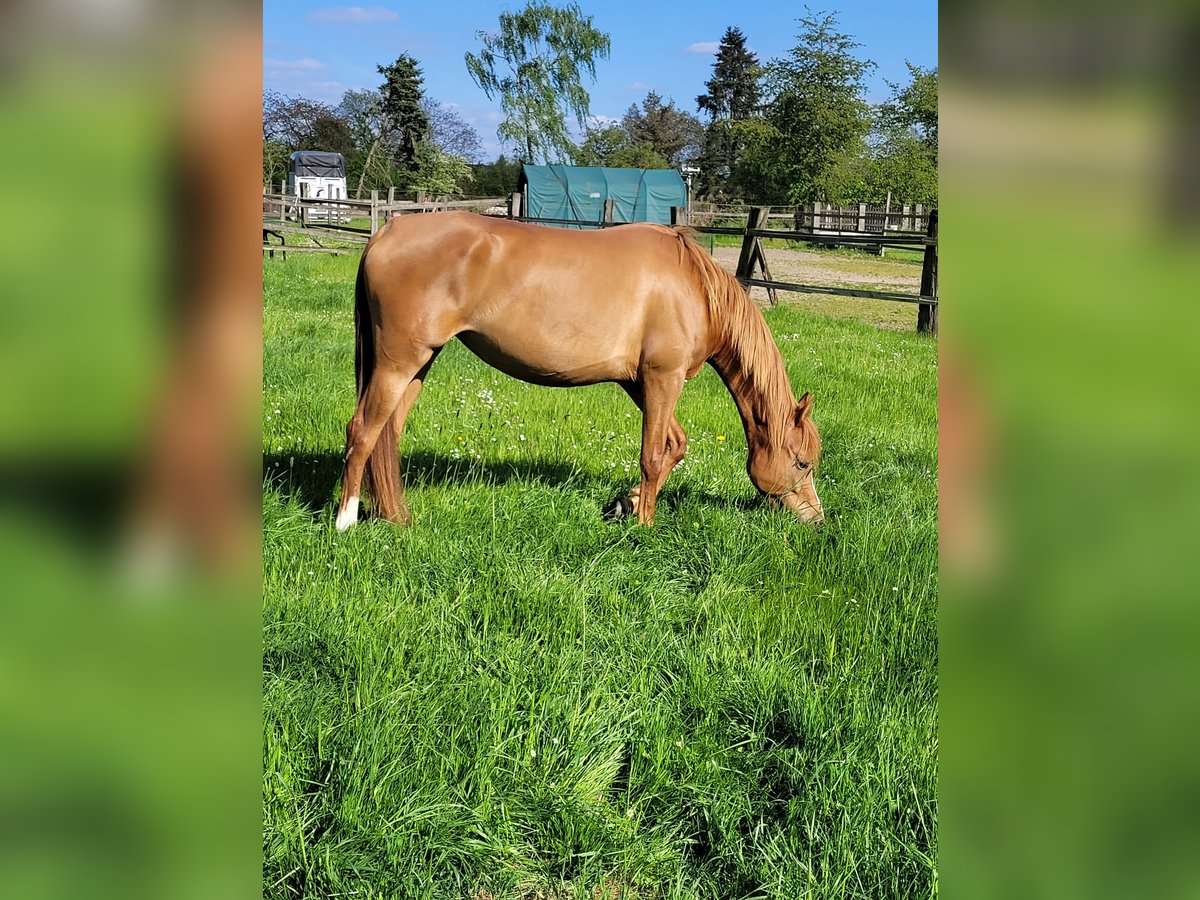 Arabian horses Mare 5 years 14,3 hh Chestnut-Red in Moers