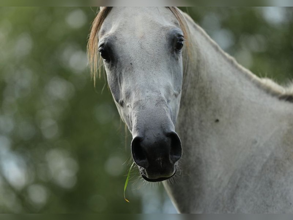 Arabian horses Mare 5 years 15,1 hh Gray in Warszawa