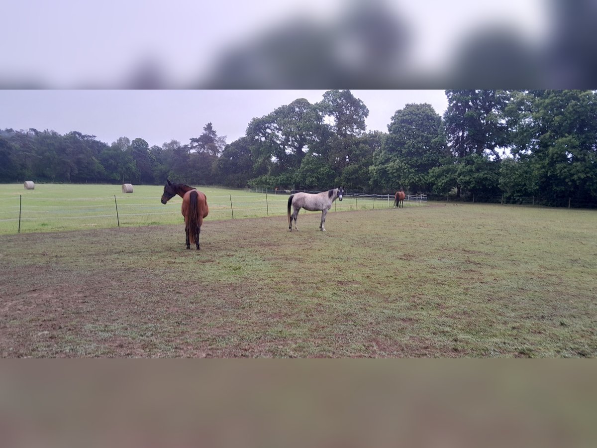 Arabian horses Mare 5 years 15,2 hh Gray-Dark-Tan in PLOUGUERNEVEL