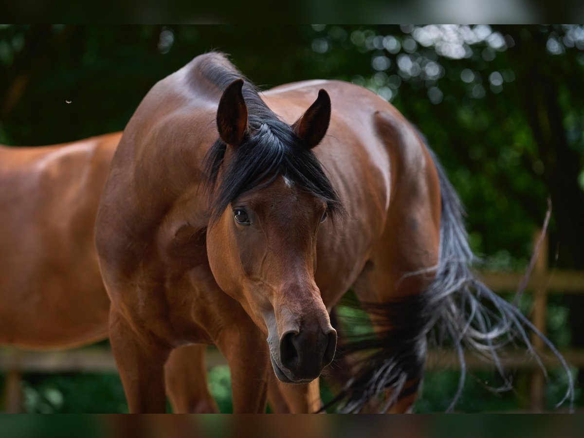 Arabian horses Mare 5 years 15 hh Brown in Reichshof