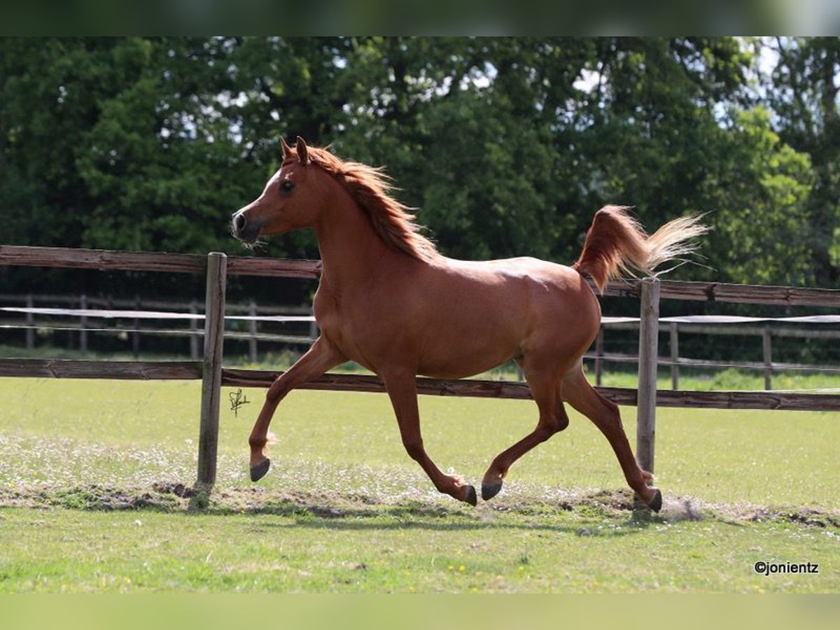 Arabian horses Mare 5 years 15 hh Chestnut-Red in Großenkneten Arabian horses Mare 5 years 15 hh Chestnut-Red in Großenkneten