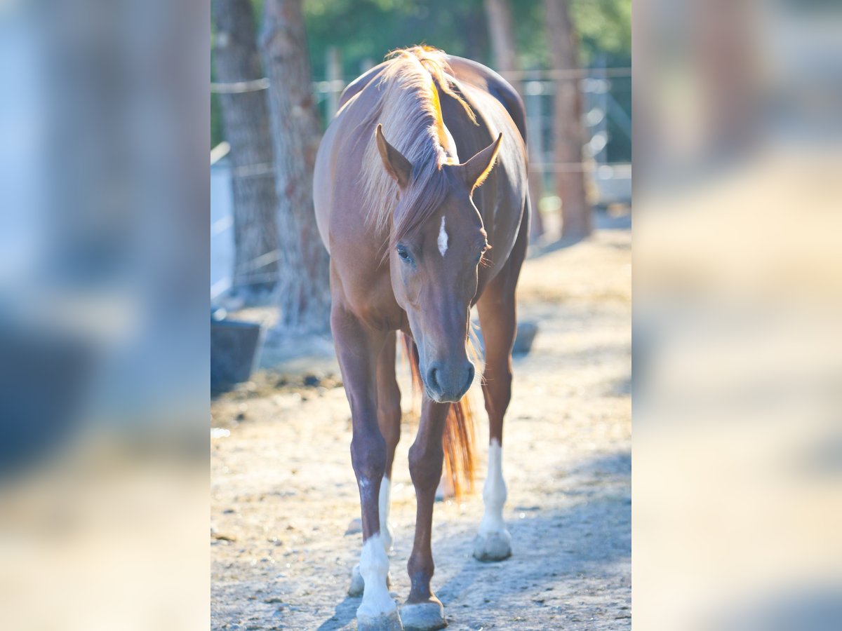 Arabian horses Mare 5 years 15 hh Chestnut-Red in Alcoi/Alcoy