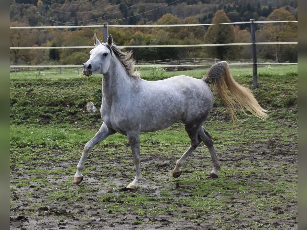 Arabian horses Mare 5 years 15 hh Gray-Dapple in Dvor