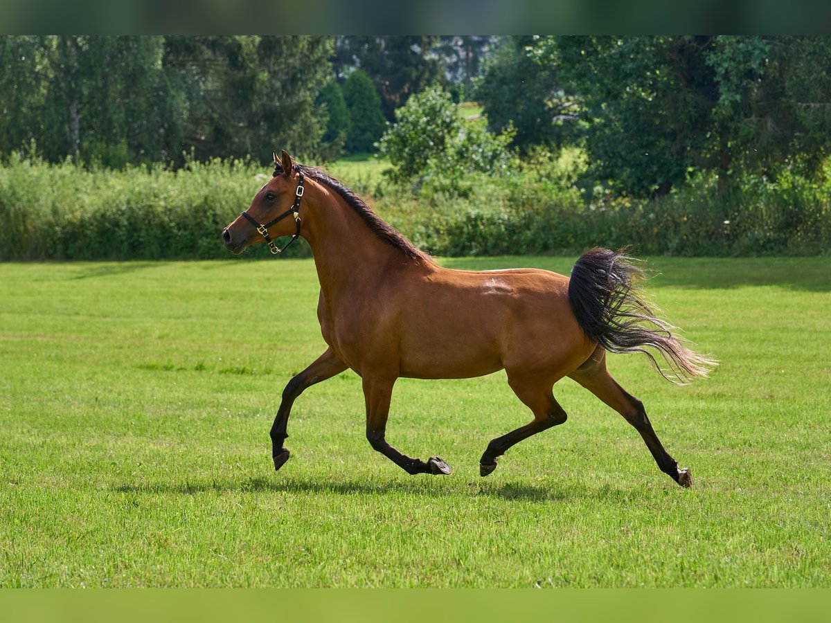 Arabian horses Mare 5 years 15,1 hh Brown in Gem&#xFC;nden (Felda)