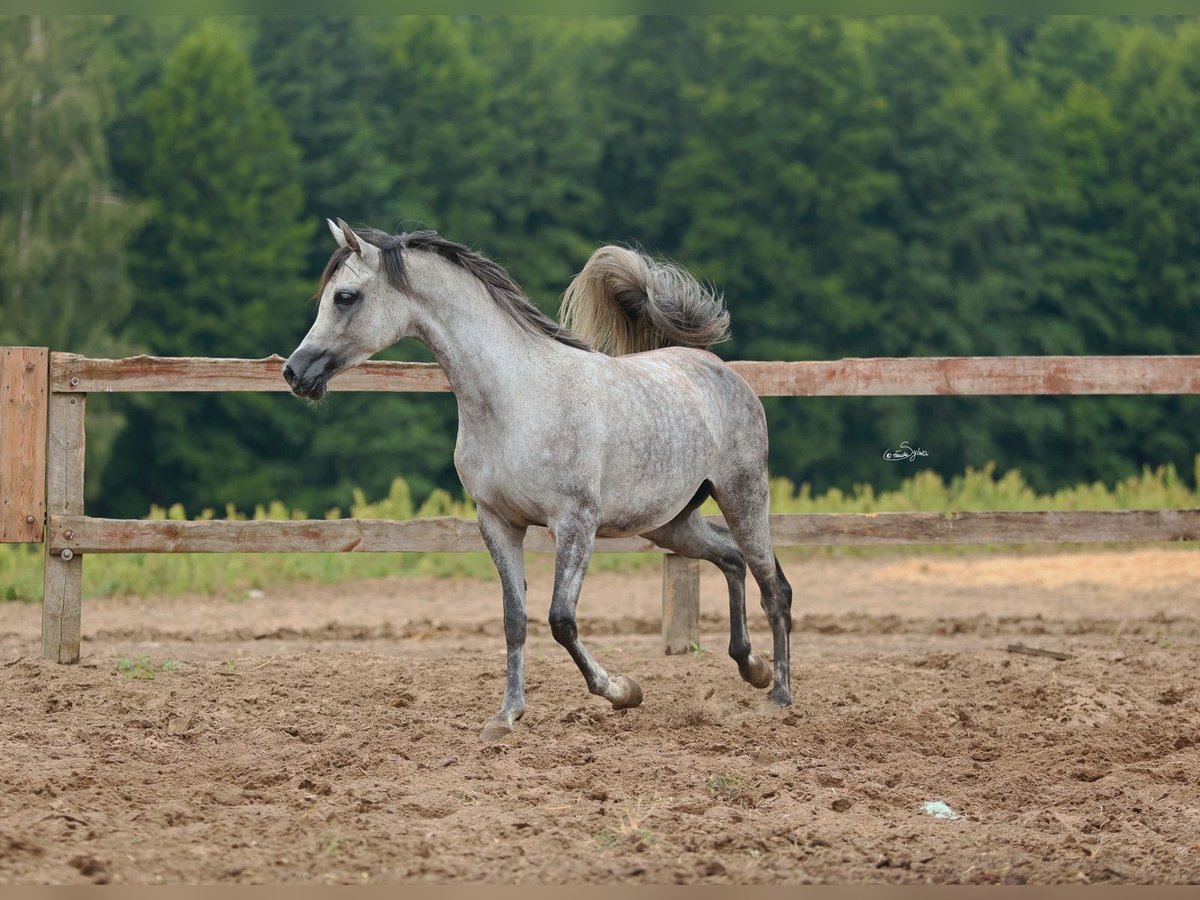 Arabian horses Mare 5 years Gray in JEZOW