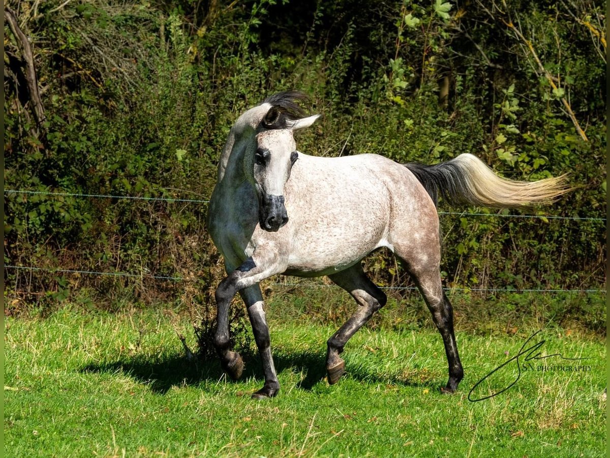 Arabian horses Mare 6 years 14,2 hh Gray in Komárov