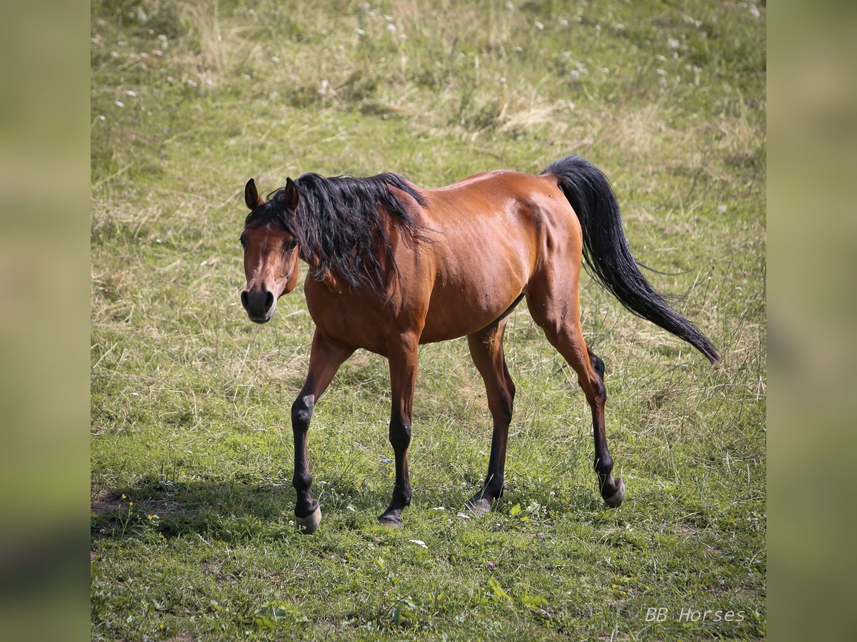 Arabian horses Mare 6 years 14,3 hh Brown in Wernberg-Köblitz