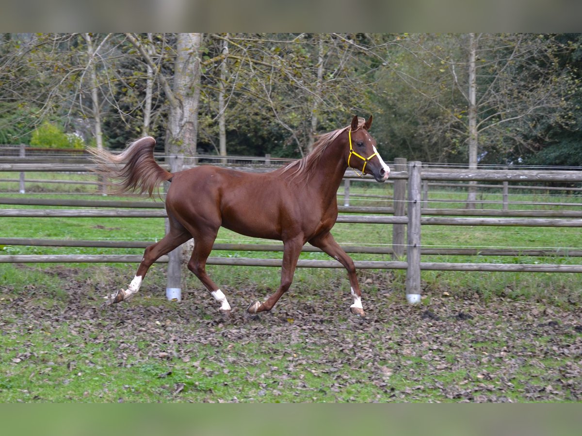 Arabian horses Mare 6 years 14,3 hh Chestnut in Zábřeh