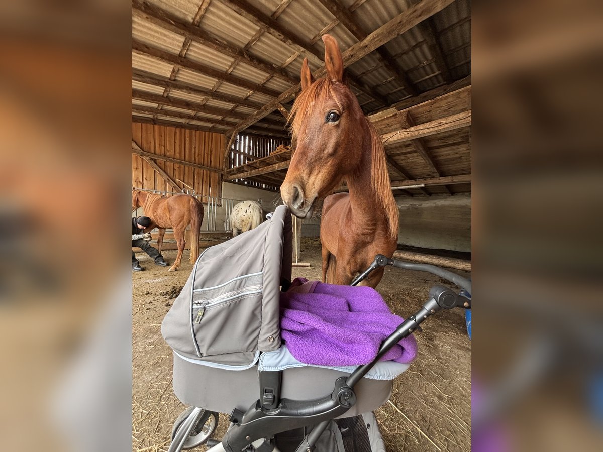 Arabian horses Mare 6 years 14,1 hh Chestnut-Red in KastL