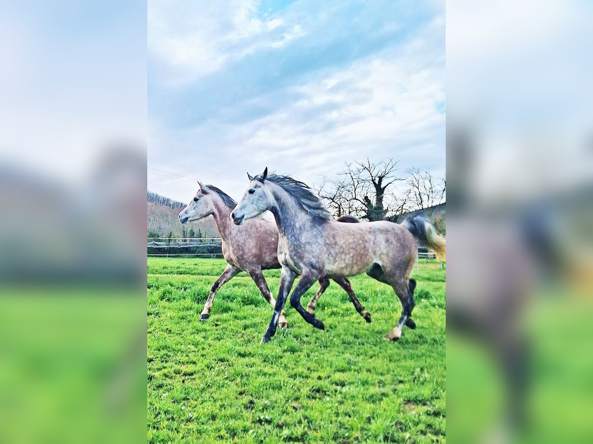 Arabian horses Mare 6 years 14,2 hh Gray in la Voulte-sur-Rhône