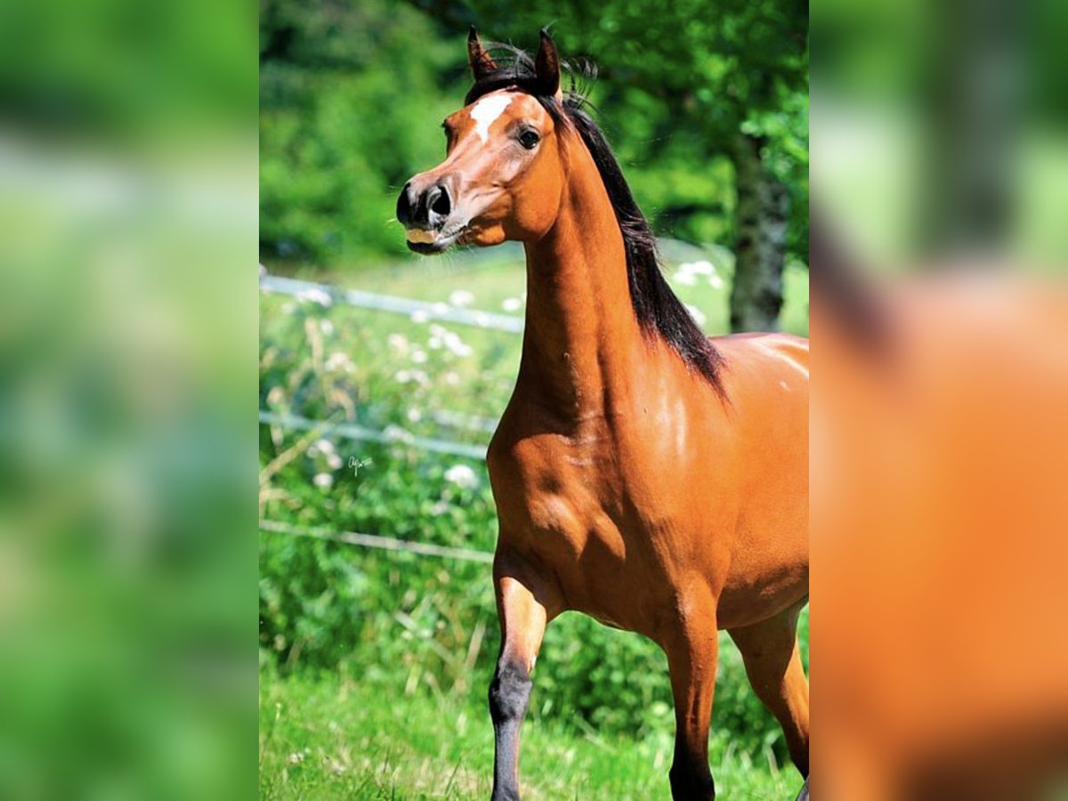 Arabian horses Mare 6 years 14,3 hh Brown in Amtzell