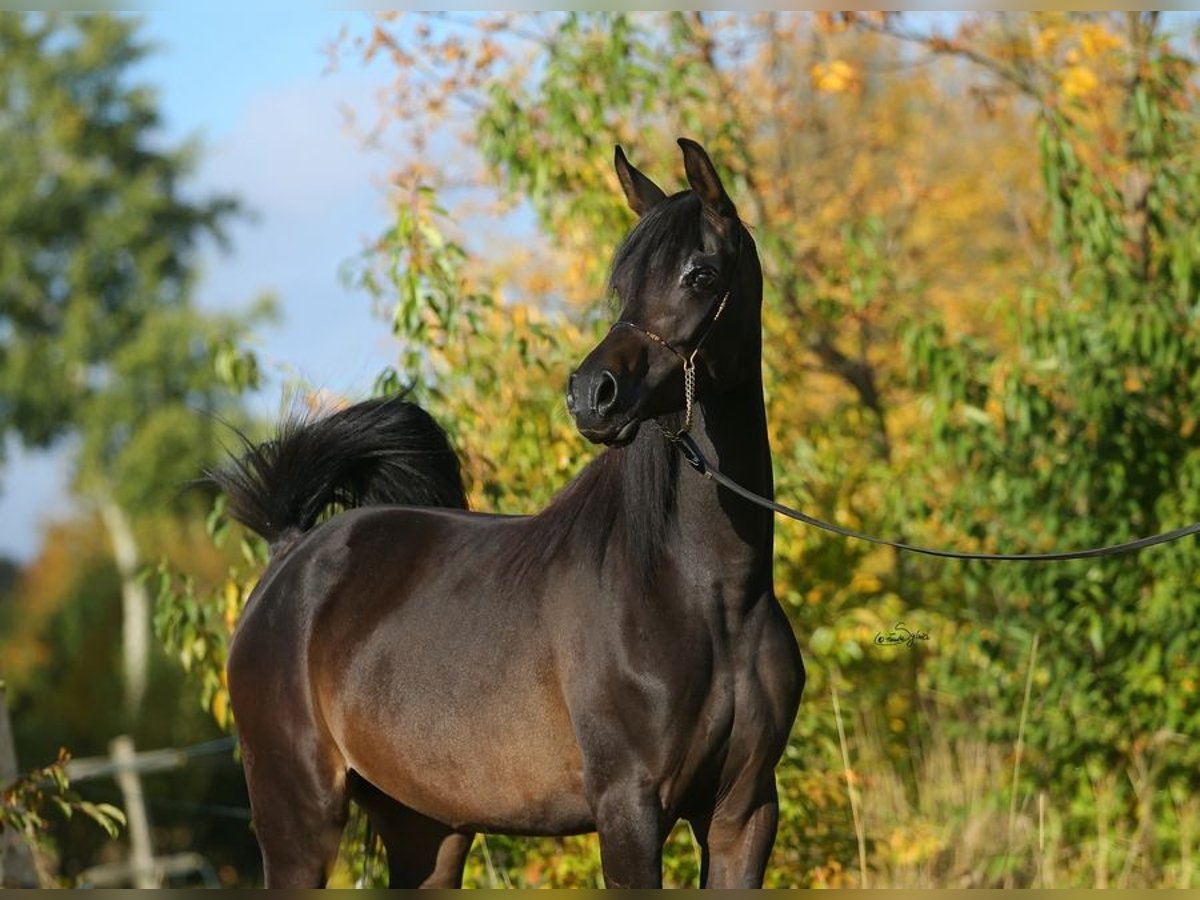 Arabian horses Mare 6 years 15,1 hh Brown in Lodz