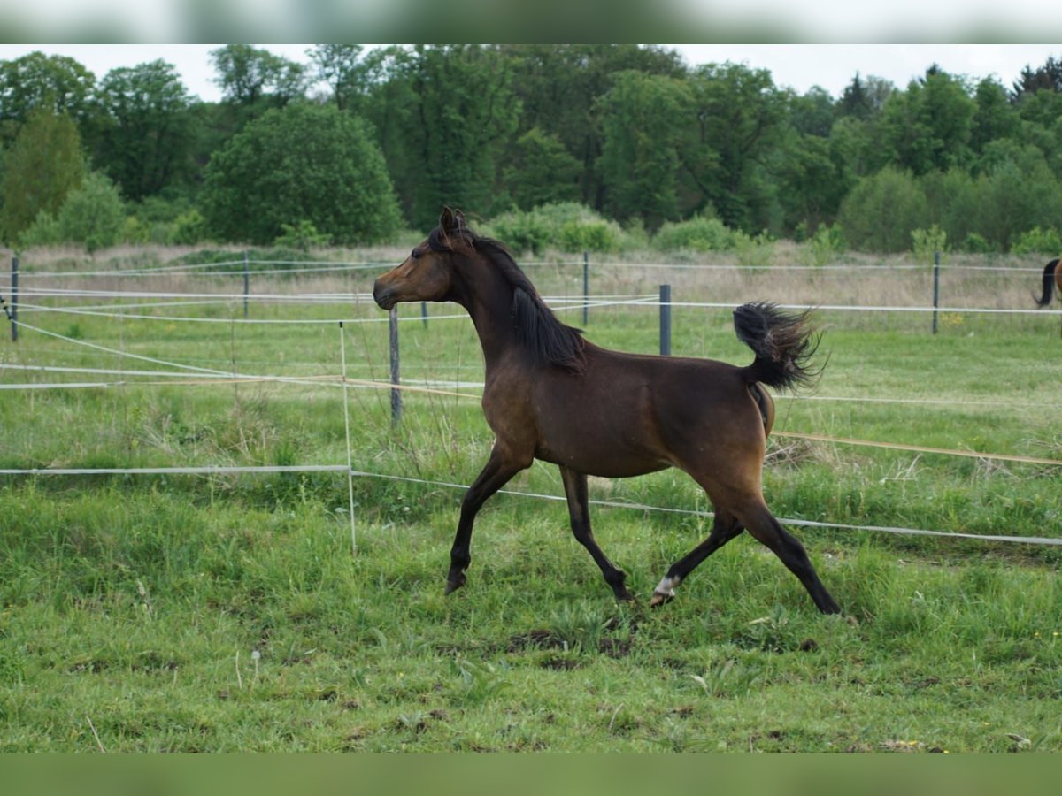 Arabian horses Mare 6 years 15 hh Bay in Zielona Góra