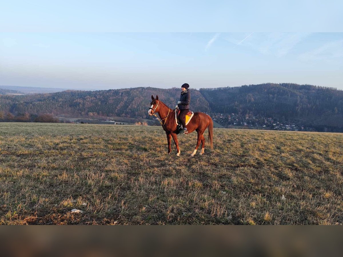 Arabian horses Mare 6 years 15 hh Chestnut-Red in Pyskočely