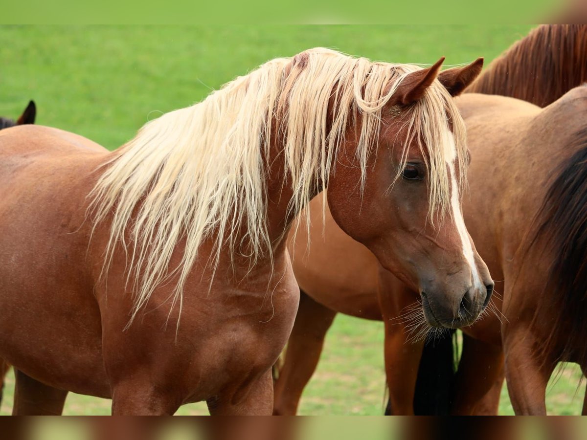Arabian horses Mare 6 years 15 hh Chestnut-Red in Gro&#xDF;enbuch