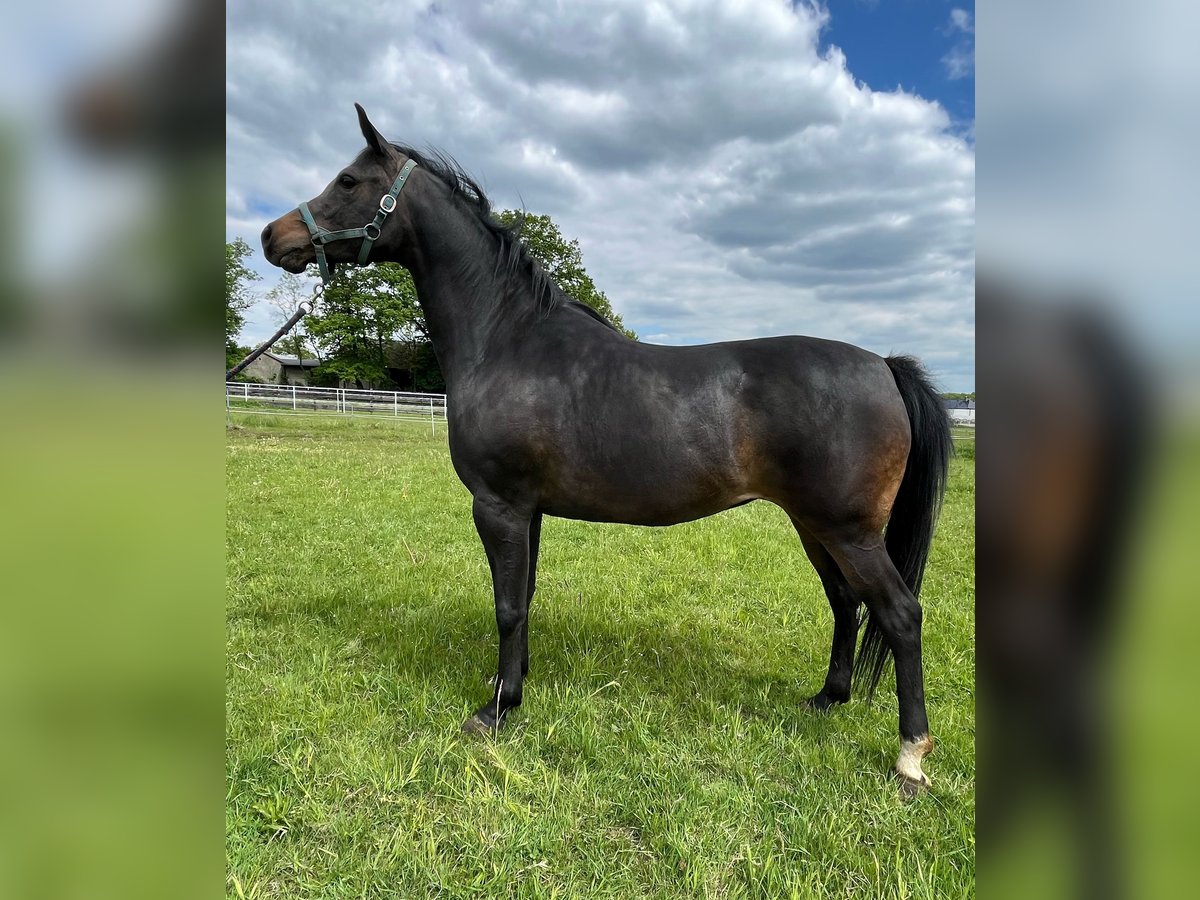 Arabian horses Mare 6 years 15,1 hh Black in Tychy