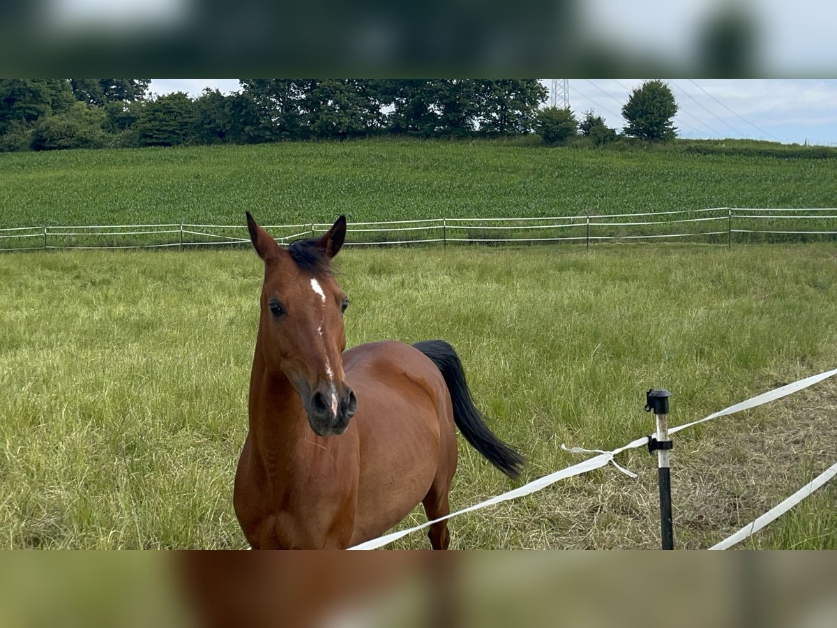 Arabian horses Mix Mare 7 years 13,2 hh Brown in Witzmannsberg
